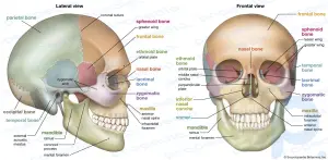 Skull: anatomy