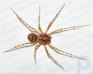 Плюющийся паук: паукообразный