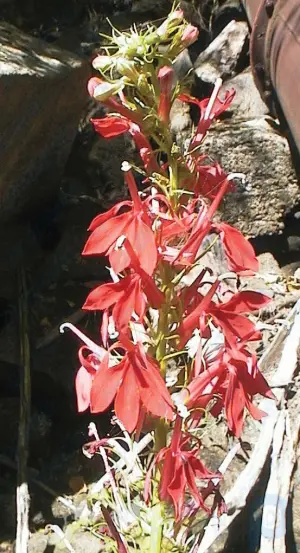 Flor cardenal: planta