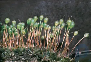 Top moss: plant