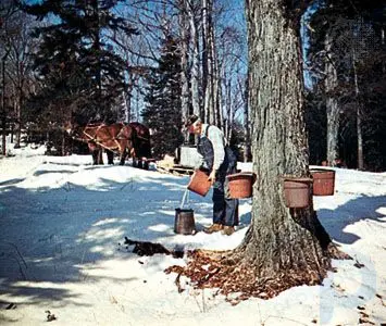 Maple syrup: food