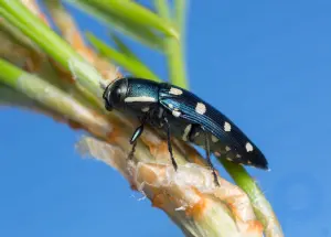 Metallic wood-boring beetle: insect