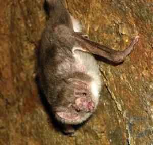 Vampire bat: mammal