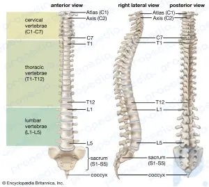Vertebral column: anatomy