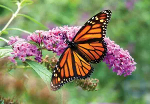 Mariposa monarca: insecto