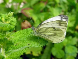 Mariposa blanca: insecto