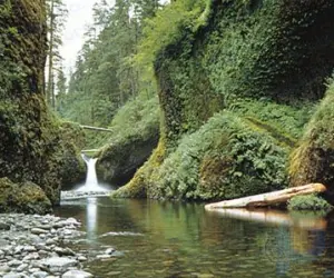 Bosque Nacional Monte Hood: bosque, Oregón, Estados Unidos