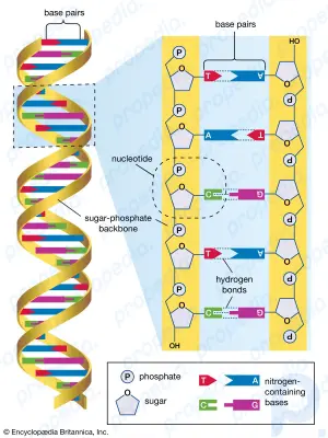 Секвенирование ДНК: генетика