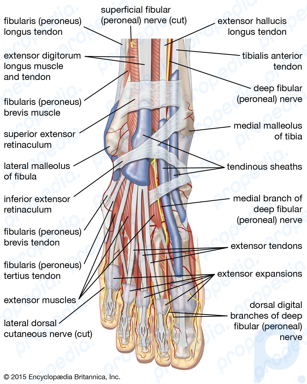 muscles, tendons, and nerves of the human foot