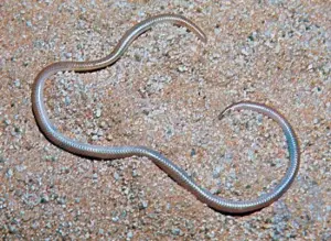 Serpiente ciega: reptil