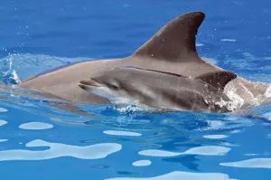 Shisha burunli delfin: sutemizuvchi