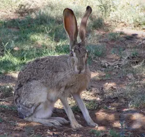 Hase: Säugetier