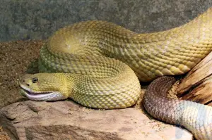 Гремучая змея западного побережья Мексики: змея