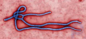Brote de ébola de 2014-16