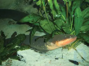 Anguila electrica: género de peces
