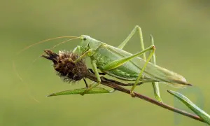 Saltamontes de cuernos largos