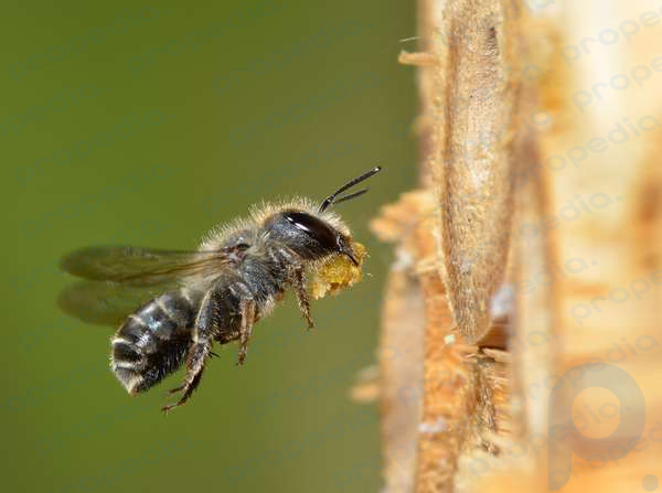 Female blue mason bee (Osmia caerulescens) flying into an insect box in a garden carrying leaf mastic (masticated leaf sections) to seal nest cells, Hertfordshire, England. (insects, bees)
