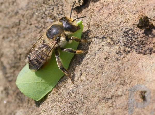 Leafcutter bee (Megachile sp.) with a cut-out piece of leaf resting on a stone. (insects, bees)