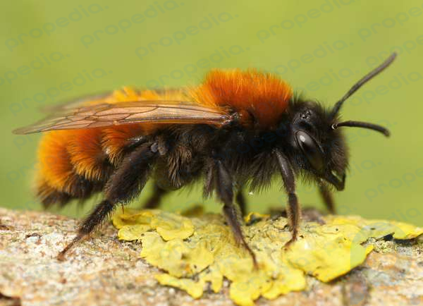 Tawny mining bee (Andrena fulva). (insects, bees)