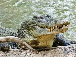7 видов крокодилов, опасных для человека
