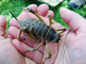 Große Käfer und kolossale Krabben: 7 Wirbellose von ungewöhnlicher Größe