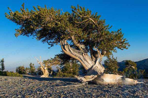 Сосна Бристлеконская (Pinus Longaeva) на склоне горы Вашингтон в национальном парке Грейт-Бейсин в пустыне Невада.