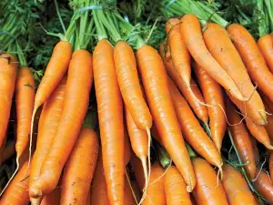 Kann der Verzehr von zu vielen Karotten dazu führen, dass Ihre Haut orange wird?