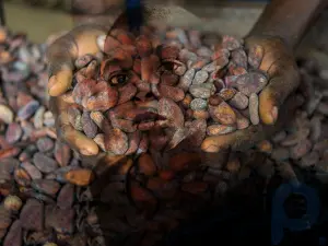 Детское рабство в Западной Африке: понимание выращивания какао является ключом к прекращению этой практики