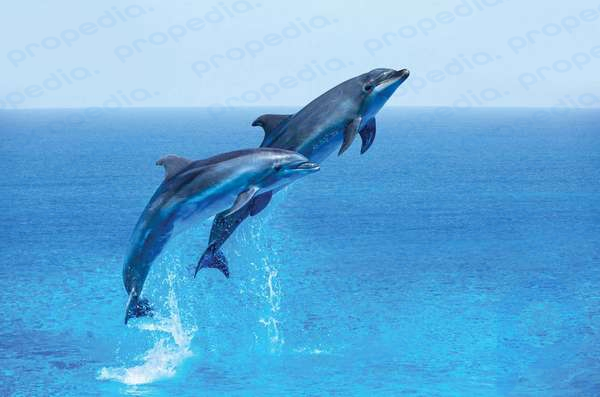 Пара прыгающих дельфинов, голубое море и небо, млекопитающие.