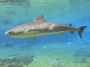 ¿Realmente mueren los tiburones si dejan de nadar?