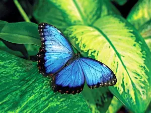 Flying colors: Researcher reveals hidden world through the eyes of butterflies