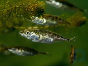Bei Fischen beeinflussen die Stresserlebnisse der Eltern über epigenetische Veränderungen das Verhalten der Nachkommen