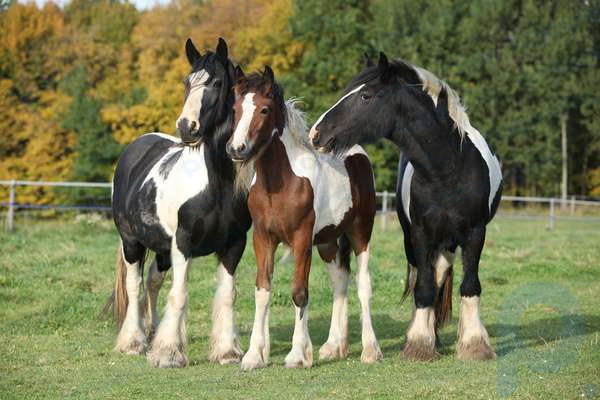Mazorcas irlandesas en pastos de otoño, caballos