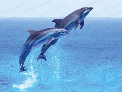 Marzo es el mes de concientización sobre los delfines