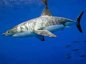 С крючка: 10 акул, защищенных от рыбалки в американских водах