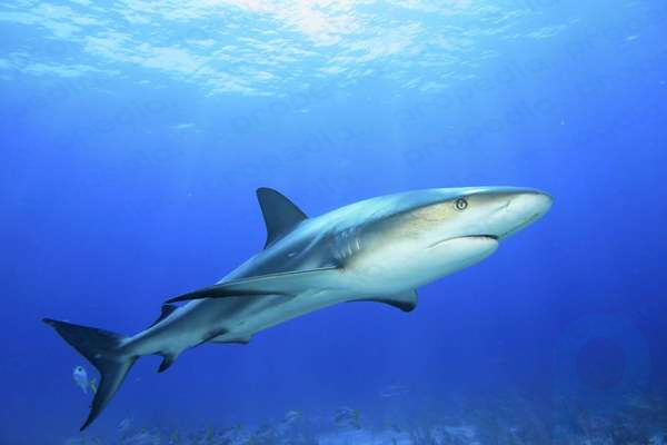 Tiburón nadando en el océano.  (depredador)