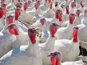 La extraña historia de las colas de pavo dice mucho sobre nuestro sistema alimentario globalizado