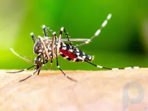 ¿Para qué sirven los mosquitos en los ecosistemas?