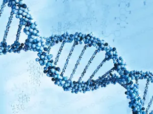 Was ist der Unterschied zwischen einem Gen und einem Allel?
