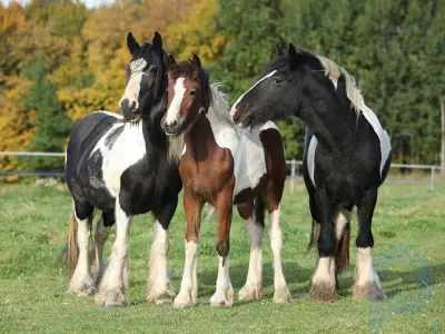 ¿Por qué los caballos duermen de pie?