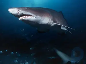 ¿Por qué atacan los tiburones?