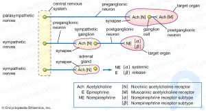 Acetylcholine summary: Learn about the effects of acetylcholine Ester on the nervous system and the autonomic nervous system