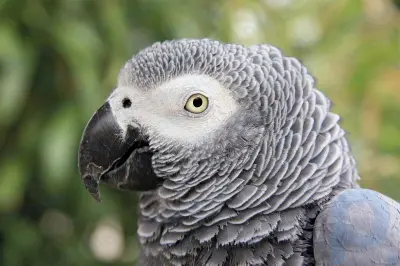 African gray parrot summary: Learn about the characteristics of the African gray parrot and its use in the international pet trade