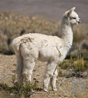 Alpaca summary: Learn about the characteristics and physical features of alpaca