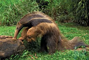 Resumen del oso hormiguero: Descubre las características físicas y el comportamiento alimentario de los osos hormigueros: