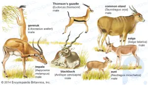 Antelope summary: Learn about the general characteristics of antelopes and their classification by specie