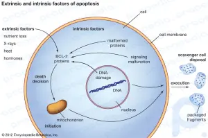 Resumen de apoptosis: Conozca el mecanismo de la apoptosis y su papel en la causa de enfermedades, incluido el cáncer: