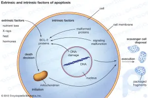 Apoptoz xulosasi: Apoptoz mexanizmi va uning kasallikni, shu jumladan saratonni keltirib chiqarishdagi roli haqida bilib oling