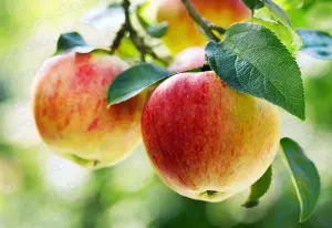 Apple summary: Discover the characteristics, varieties, and benefits of apples