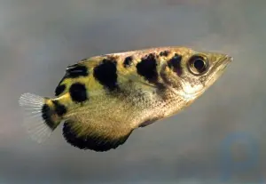 Краткое описание рыбы-лучника: Откройте для себя внешний вид и среду обитания рыбы-стрелка: